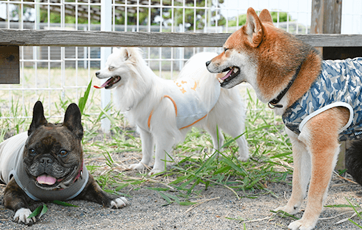 わんちゃんも飼い主様も楽しめるドッグクラブ